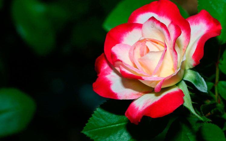 rose, Red, Flower, Flowers, Nature, Bud, Petals, Leaves HD Wallpaper Desktop Background