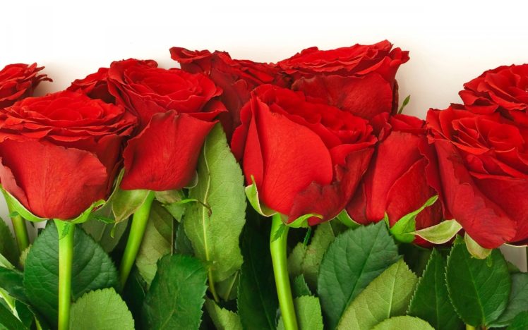 roses, Red, Flowers, Flower, Bouquet, Buds, Petals, Leaves, Nature HD Wallpaper Desktop Background