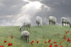 sheep, Field, Poppies, Sky, Clouds, Sunlight, Manipulation, Landscapes