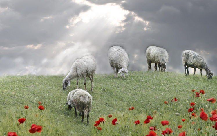 sheep, Field, Poppies, Sky, Clouds, Sunlight, Manipulation, Landscapes HD Wallpaper Desktop Background