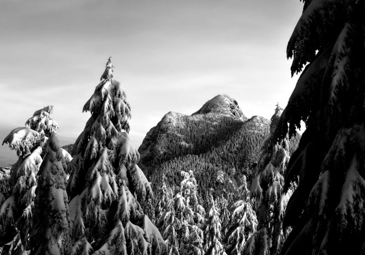 trees, Bw, Forest, Snow, Winter, Mountains, Black, White, Monochrome HD Wallpaper Desktop Background
