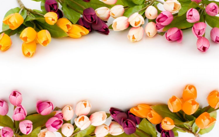 tulips, , Flowers, Flower, , Nature, Spring HD Wallpaper Desktop Background