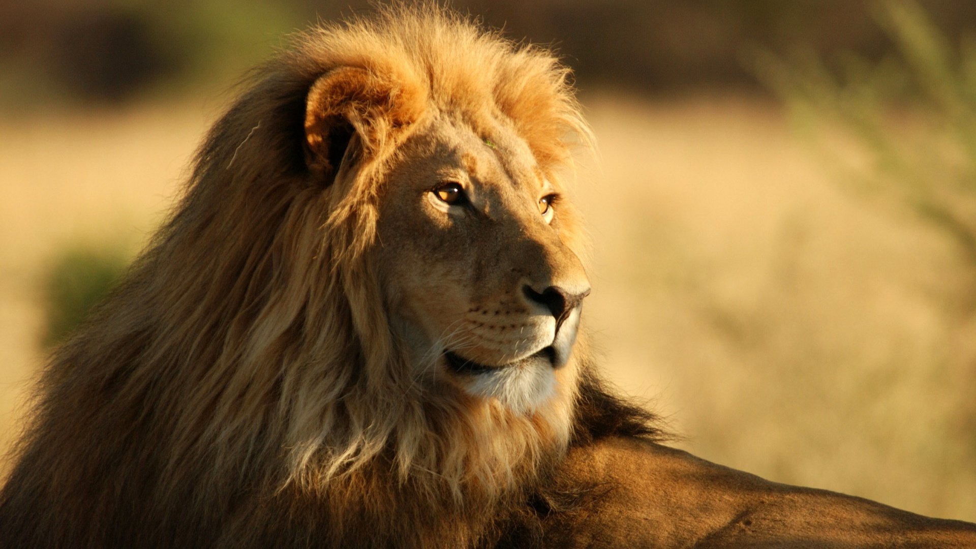 lion Wallpaper