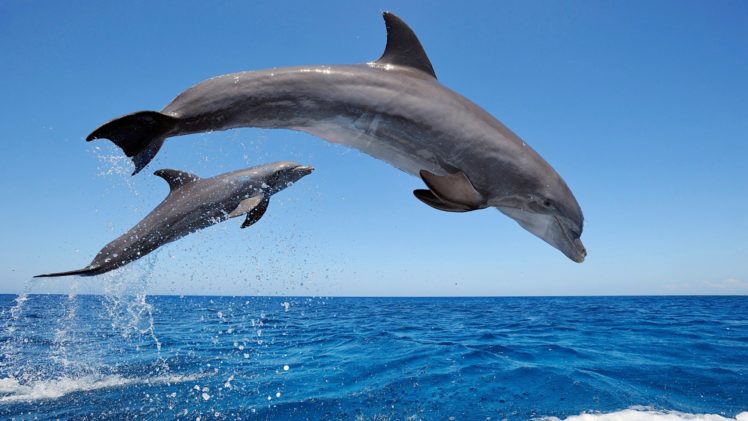 dolphin HD Wallpaper Desktop Background