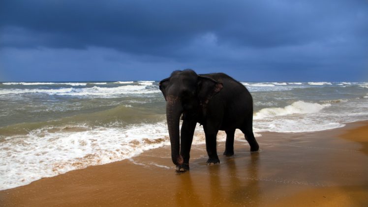animal, Sea, Elephant HD Wallpaper Desktop Background