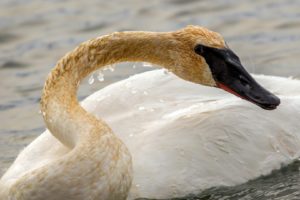 animal, Swan, Bird