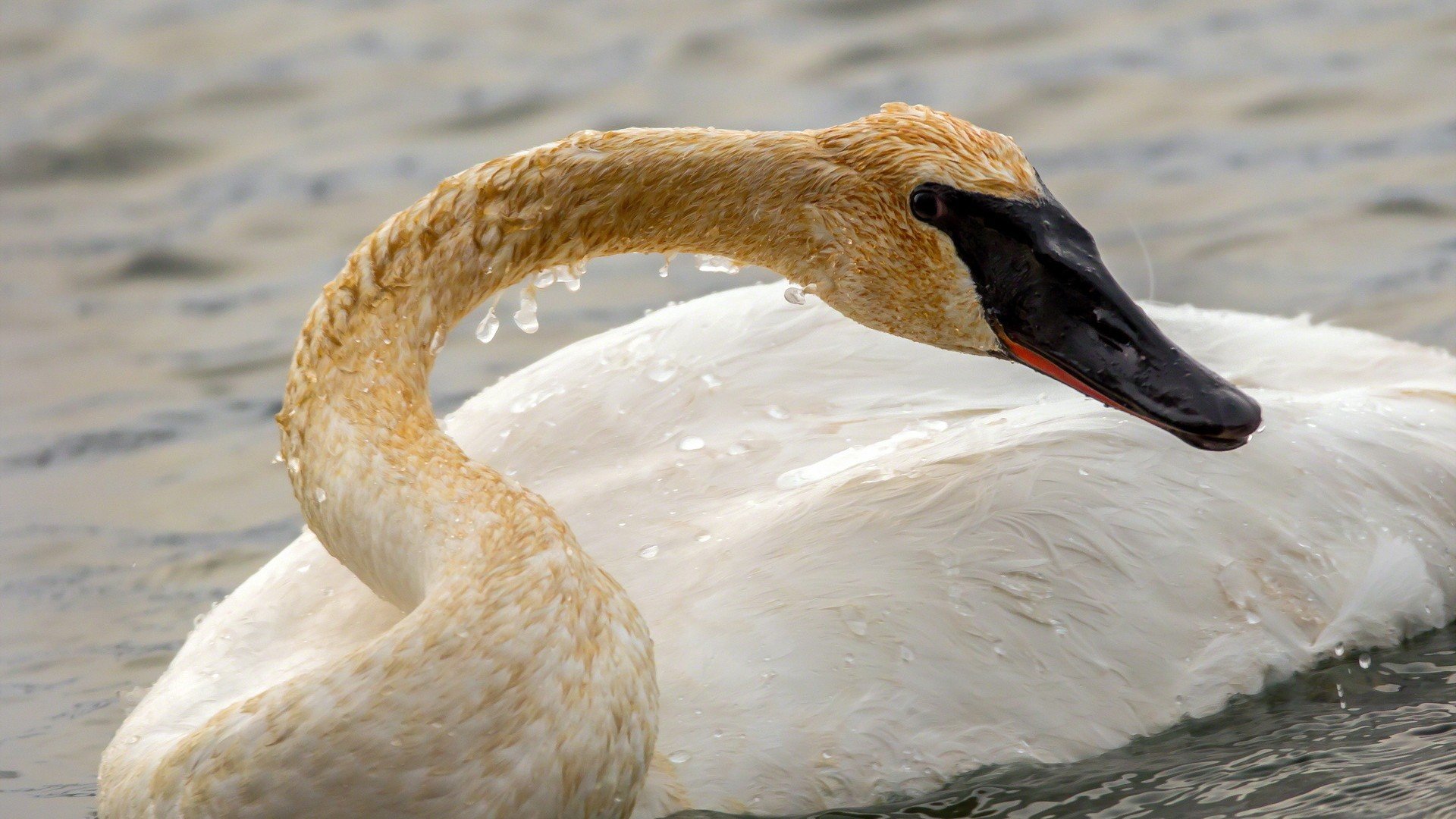 animal, Swan, Bird Wallpaper