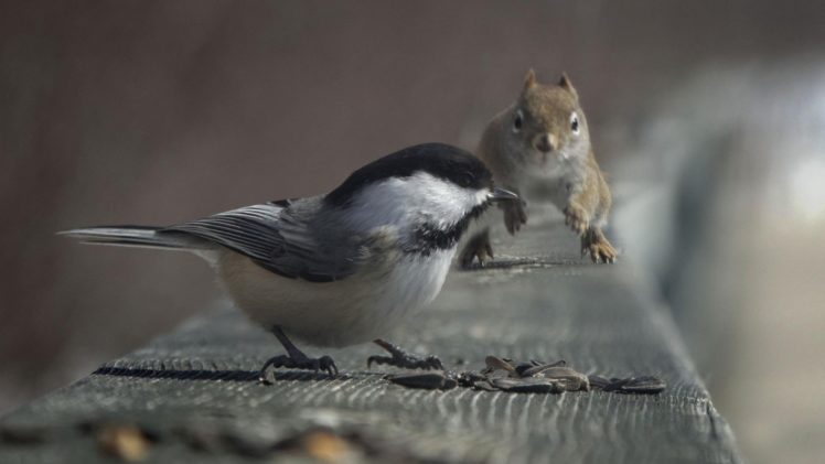 animal, Bird, Squirrel HD Wallpaper Desktop Background