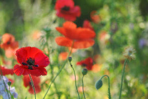 poppies, Red, Flowers, Field, Close up, Blurred