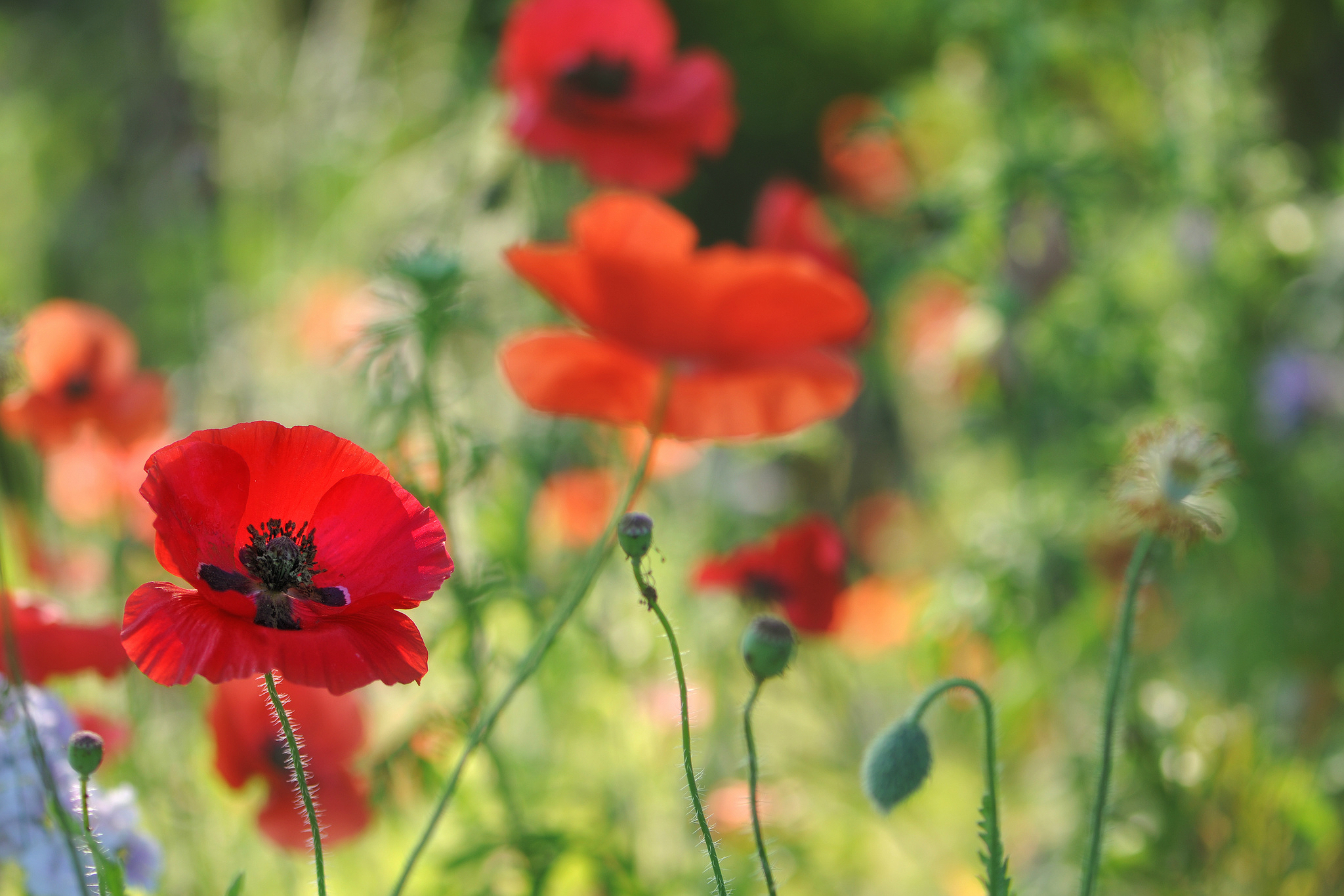 poppies, Red, Flowers, Field, Close up, Blurred Wallpapers HD / Desktop ...