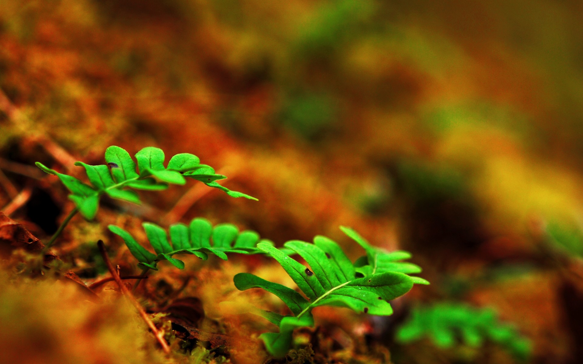 leaves, Stems, Fern, Macro, Sprouts, Ground Wallpaper