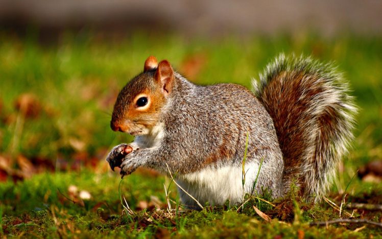 animals, Squirrel, Nutlet, Cute, Forest HD Wallpaper Desktop Background