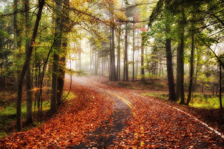 autumn, Road, Forest, Trees, Fog, Landscape HD Wallpaper Desktop Background