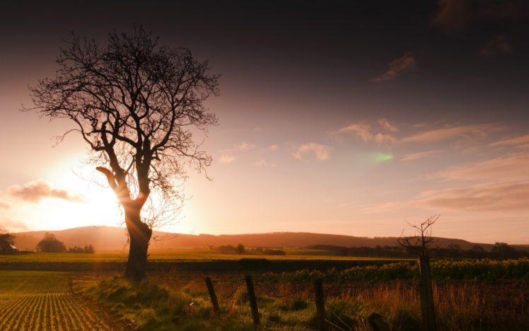 sunset, Field, Tree, Fence, Landscape HD Wallpaper Desktop Background