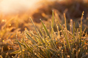 grass, Warm, Water, Drops, Dew, Wet, Macro