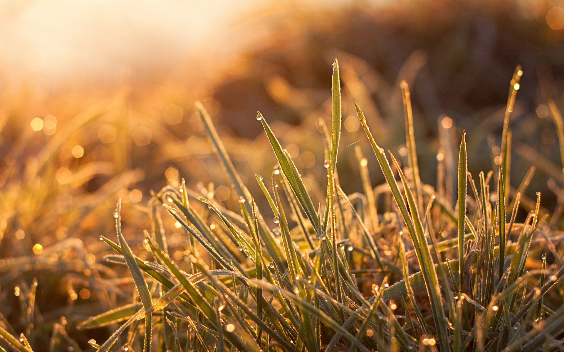 grass, Warm, Water, Drops, Dew, Wet, Macro Wallpaper