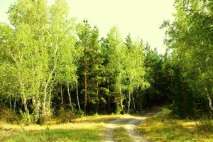 forest, Summer, Nature, Fringe, Green, Day, Kazakhstan