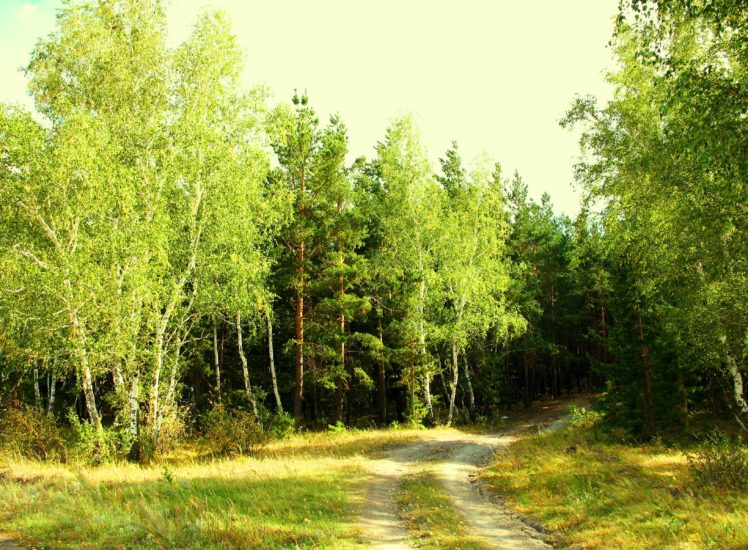 forest, Summer, Nature, Fringe, Green, Day, Kazakhstan HD Wallpaper Desktop Background