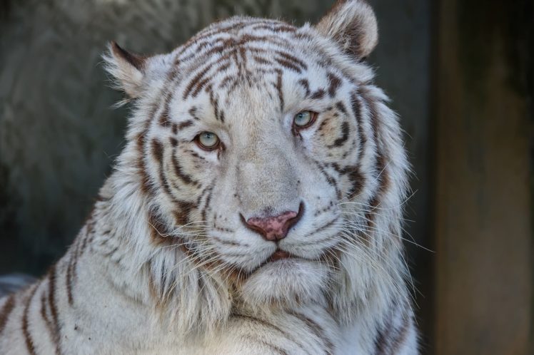 white, Tiger, Tiger, Wild, Cat, Predator, Face, Portrait HD Wallpaper Desktop Background