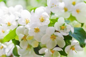 cherry, Blossoms, Flowers, White, Petals, Leaves, Branches, Trees, Spring