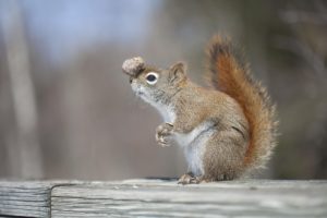 squirrel, Funny, Humor