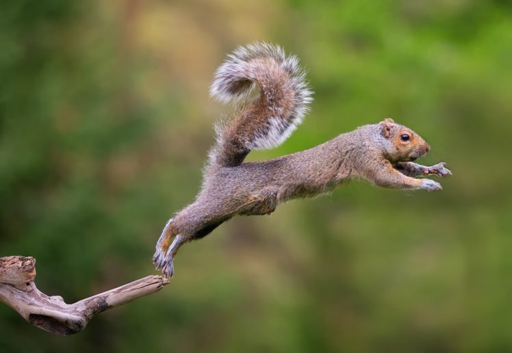 squirrel, Flying HD Wallpaper Desktop Background