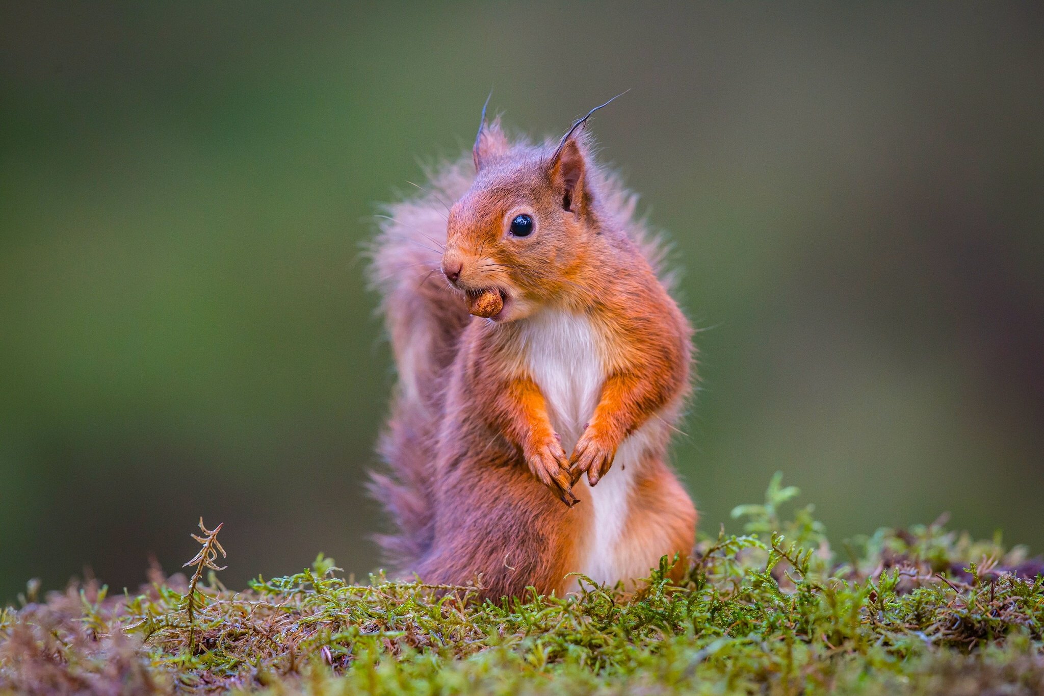 squirrel Wallpaper