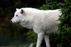 arctic, Wolf