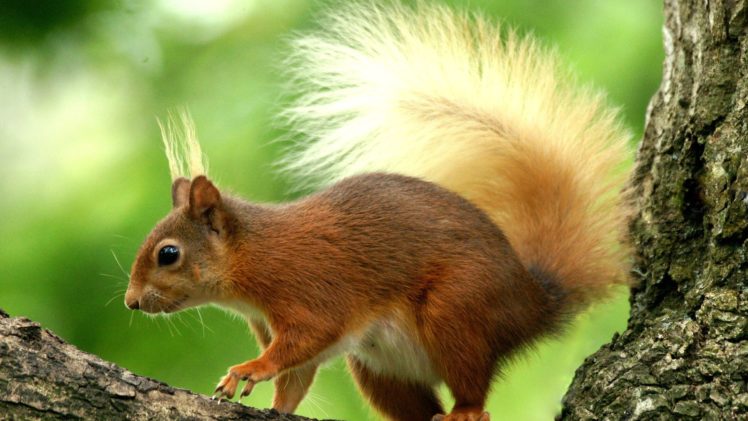 animal, Squirrel, Cute HD Wallpaper Desktop Background