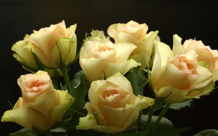 macro, Roses, Flowers, Bouquet HD Wallpaper Desktop Background