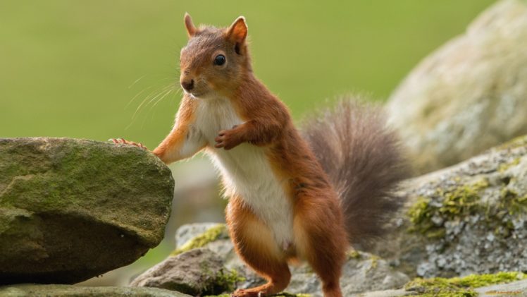 squirrel, Animal, Cute, Wild HD Wallpaper Desktop Background