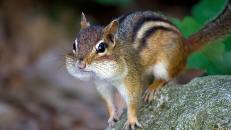 squirrel, Animal, Cute HD Wallpaper Desktop Background