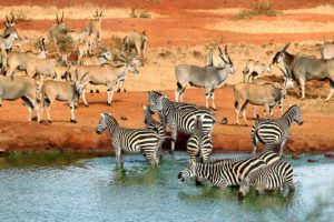 wild, Animal, River, Safari, Zebra
