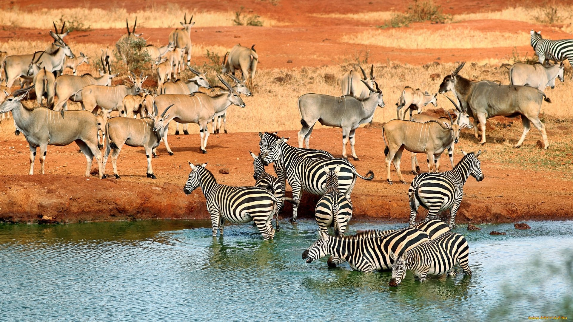 wild, Animal, River, Safari, Zebra Wallpaper