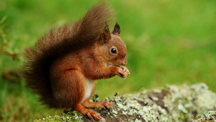 squirrel, Animal, Cute HD Wallpaper Desktop Background