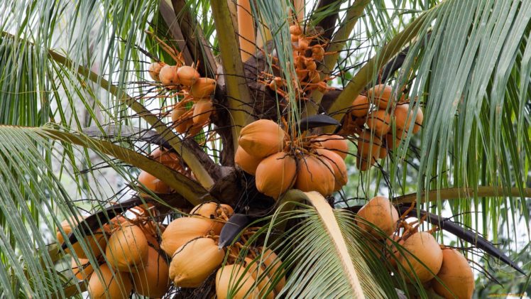 palm, Fruit, Nature, Tree HD Wallpaper Desktop Background