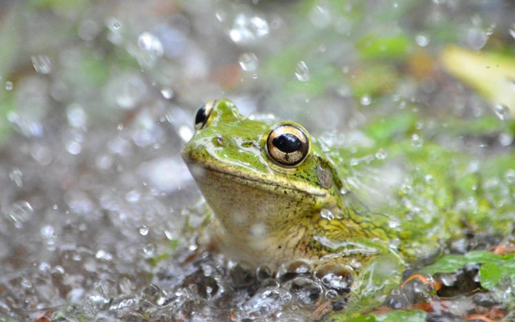 frog, Animal HD Wallpaper Desktop Background