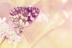 dual, Monitor, Screen, Multi, Multiple, Butterfly, Papillon, Nature, Insect, Insecte