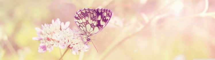dual, Monitor, Screen, Multi, Multiple, Butterfly, Papillon, Nature, Insect, Insecte HD Wallpaper Desktop Background