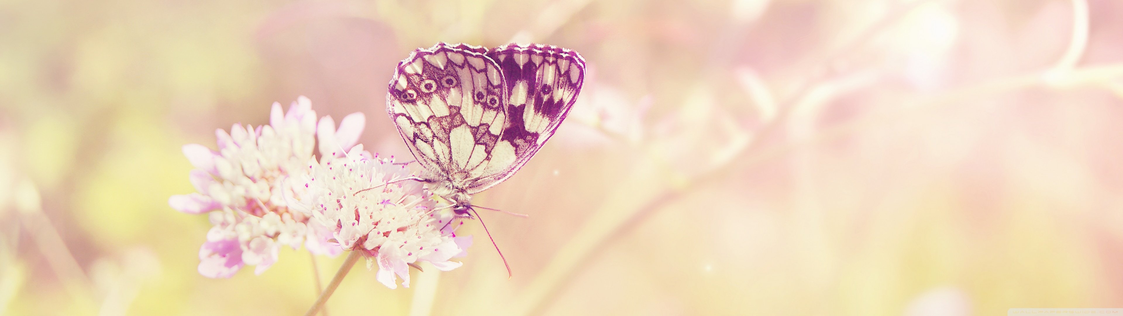 dual, Monitor, Screen, Multi, Multiple, Butterfly, Papillon, Nature, Insect, Insecte Wallpaper