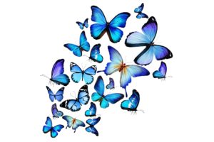 butterflies, Blue, Animal