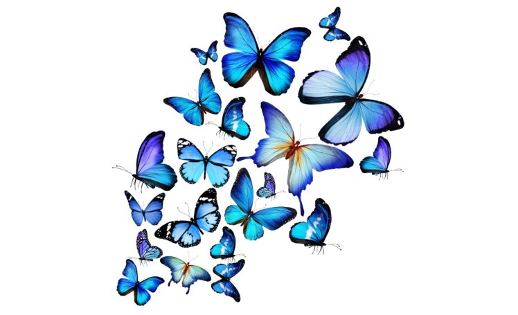 butterflies, Blue, Animal HD Wallpaper Desktop Background