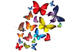 butterflies, Multicolored, Rainbow