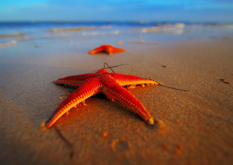 stars, Sea, Macro, The, Beach, Red HD Wallpaper Desktop Background