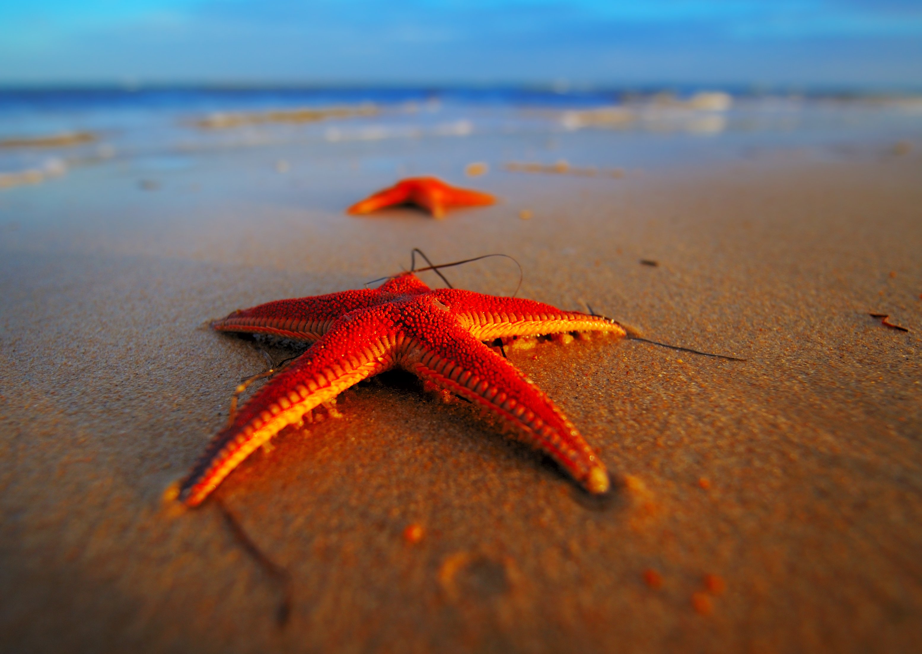 stars, Sea, Macro, The, Beach, Red Wallpaper