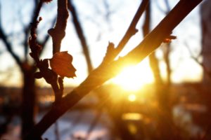 macro, Nature, Rays, Trees, Cool, The, Sun, Branches, Sheet, Freshness, Sunset, Autumn