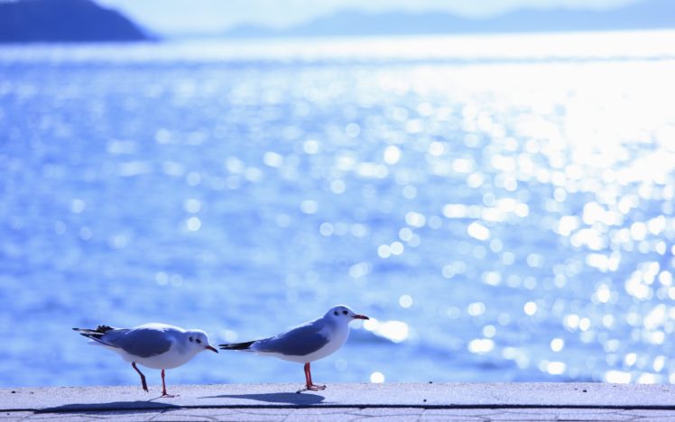 gulls, Birds, Sea, Waves, Reflections, Light, Sun, Summer, Shine, Ocean, Sea, Water HD Wallpaper Desktop Background