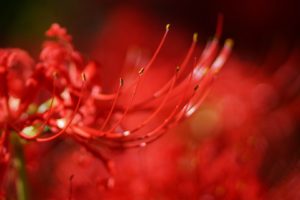 lycoris, Radiata, Macro, Flower, Red, Blur