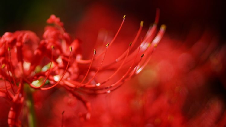 lycoris, Radiata, Macro, Flower, Red, Blur HD Wallpaper Desktop Background