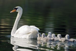 animal, Cute, Pond, Kids, Swans, Mom, Seven